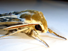 Hyles livornicoides