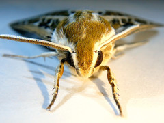 Hyles livornicoides
