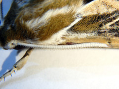 Hyles livornicoides