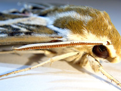 Hyles livornicoides