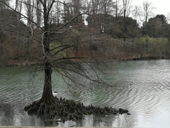Taxodium distichum