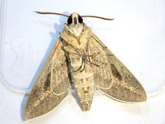 Hyles livornicoides