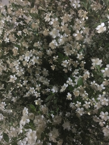 myrtle