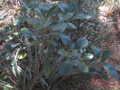 Brachyglottis buchananii