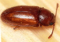 Cryptophilus
