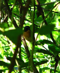 Cyornis rufigastra