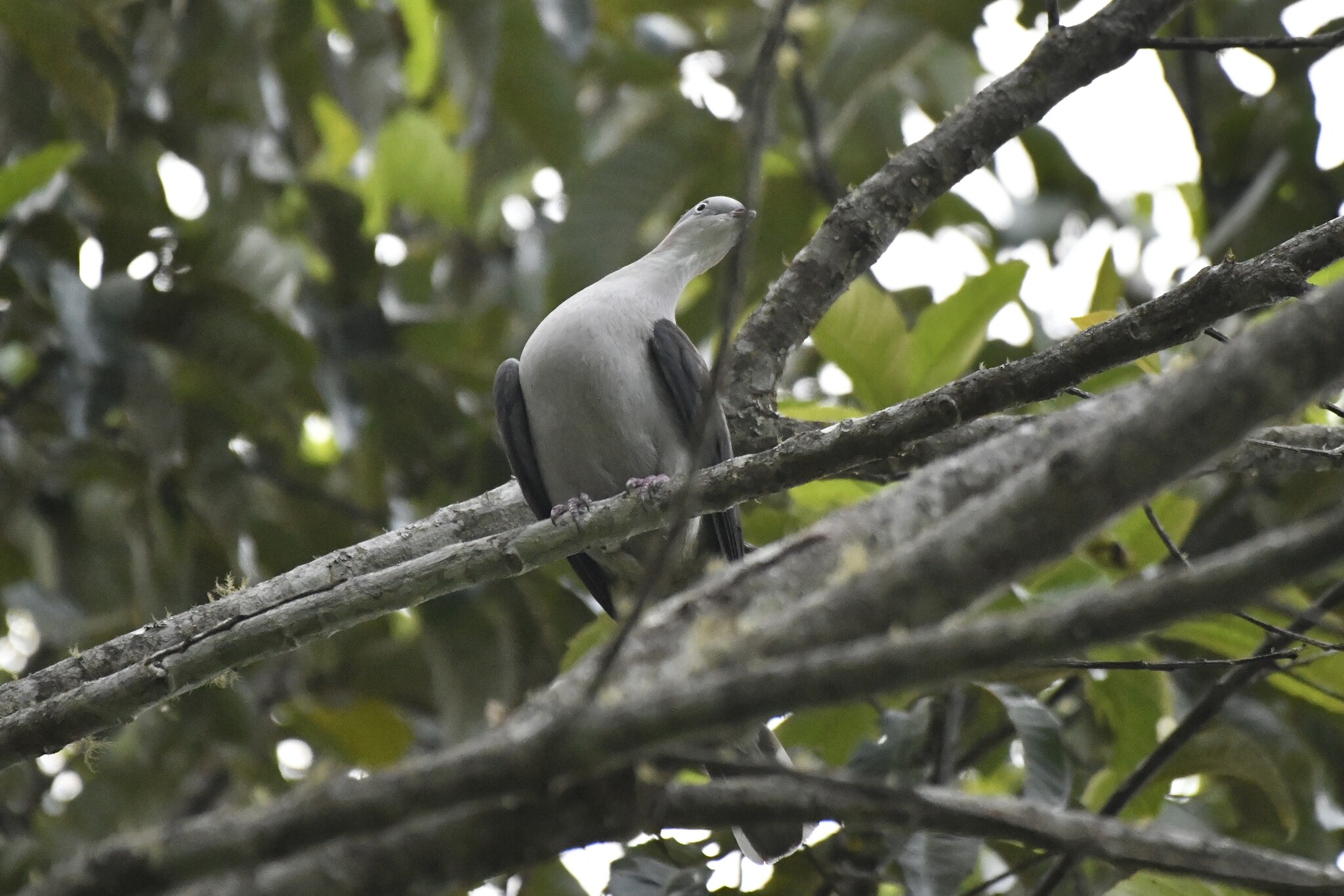 Mountain Imperial Pigeon (Ducula badia), photo 10