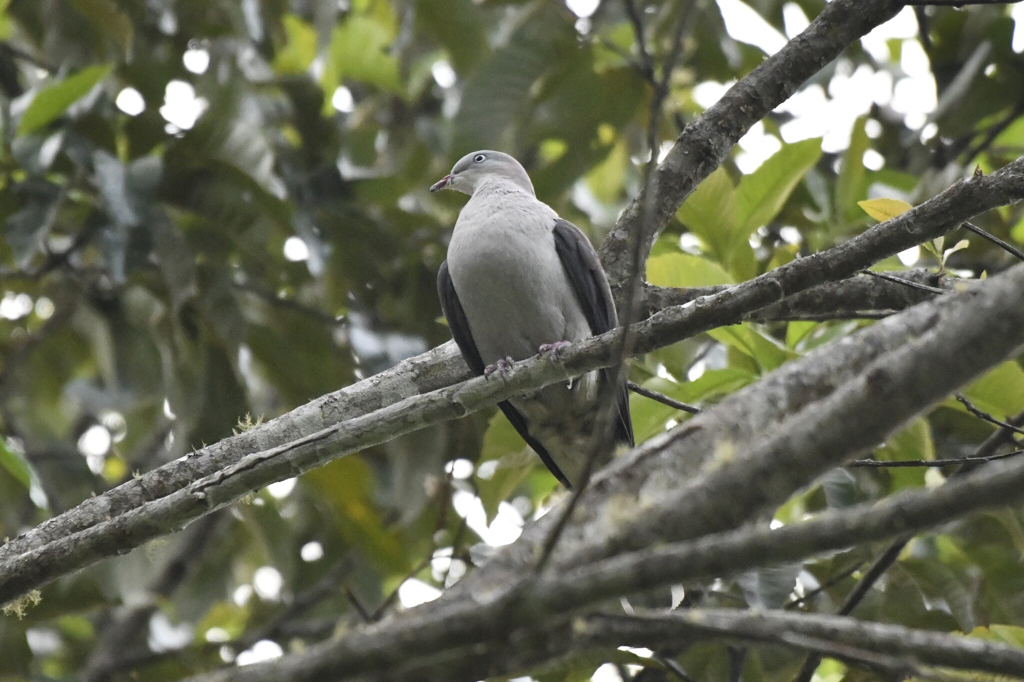 Mountain Imperial Pigeon (Ducula badia), photo 8