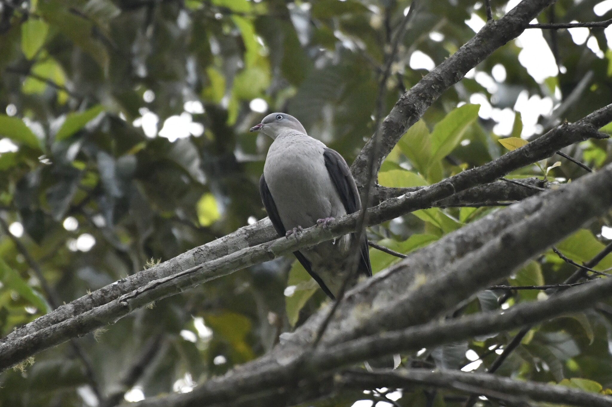 Mountain Imperial Pigeon (Ducula badia), photo 9
