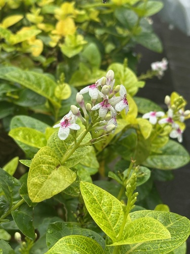 Pseuderanthemum maculatum