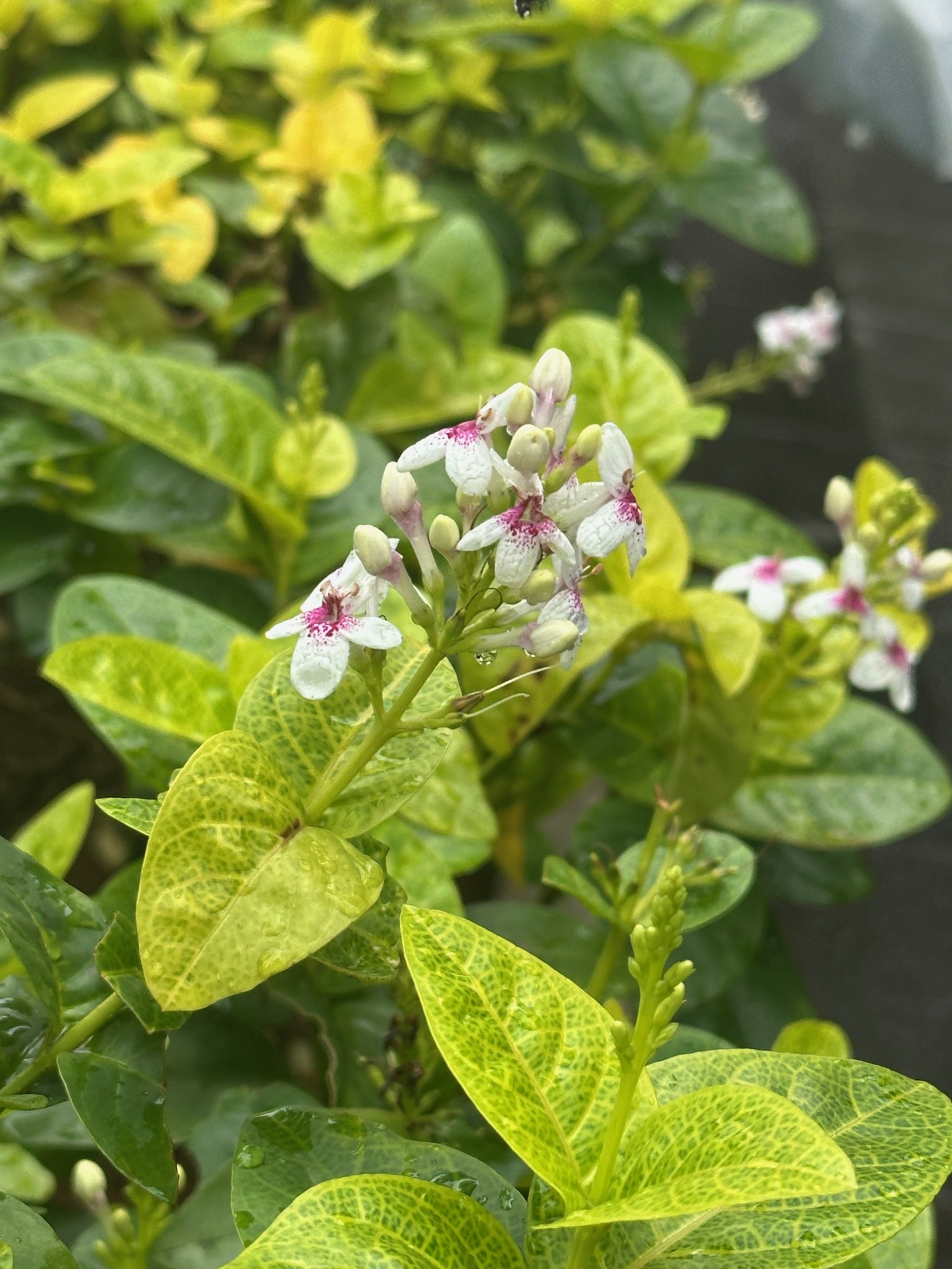 Pseuderanthemum Maculatum (Pseuderanthemum maculatum)
