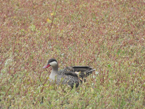 iNaturalist: (c) Joshua Almansa, some rights reserved (CC BY-NC), uploaded by Joshua Almansa iNaturalist image