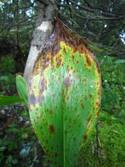 Botrytis convallariae