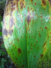 Botrytis convallariae