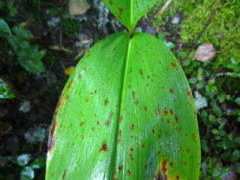 Botrytis convallariae