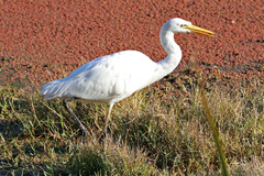 Ardea intermedia plumifera