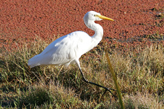 Ardea intermedia plumifera