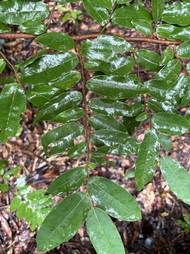 Xylopia maccreae, 2026-02-24