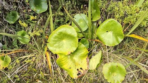 Mount Cook lily (Ranunculus lyallii)