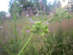 Aceria galiobia