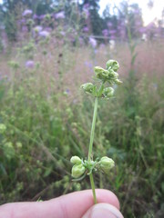 Aceria galiobia