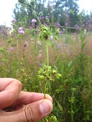 Aceria galiobia