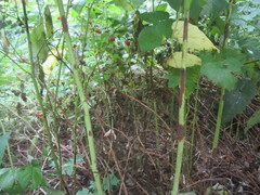 Xenodidymella applanata