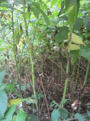 Xenodidymella applanata