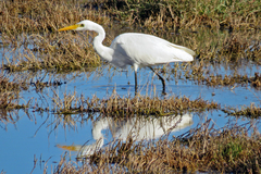 Ardea intermedia plumifera