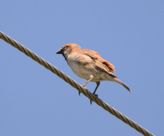 Passer rufocinctus