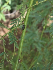 Notogramma cimiciforme