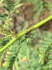 Notogramma cimiciforme