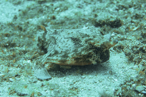 Ogcocephalus vespertilio
