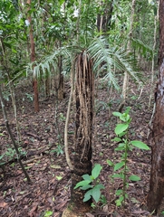 Cycas media, photograph (c) Daniel Montesinos, some rights reserved (CC BY)