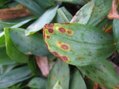 Botrytis convallariae