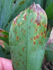 Botrytis convallariae