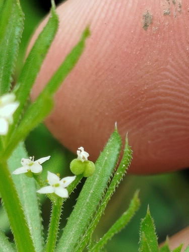 Corn Cleavers