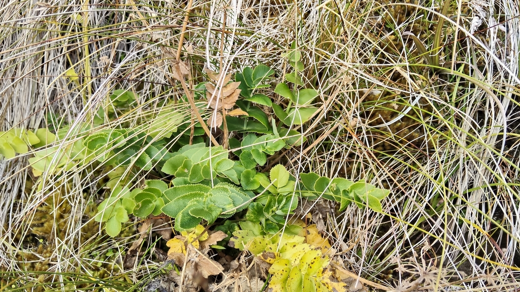 Gingidia montana; photograph (c) John Barkla, some rights reserved (CC BY)