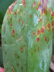 Botrytis convallariae