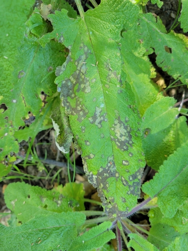 iNaturalist observation photo of downy mildews