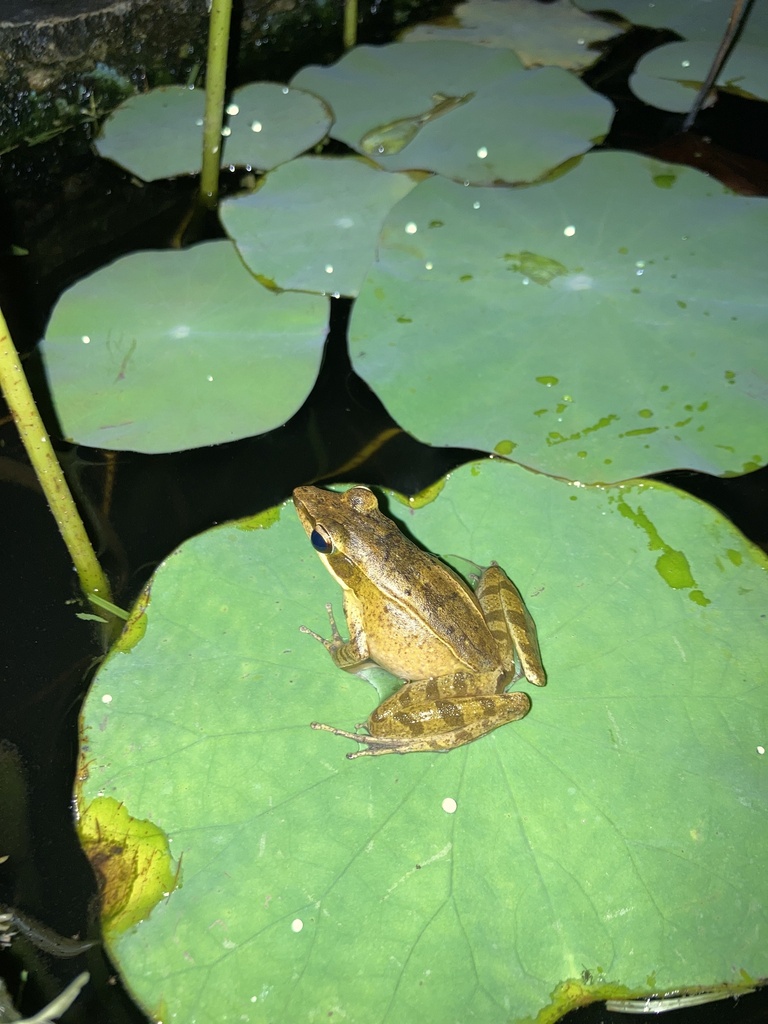 Kongkang macquard (Chalcorana mocquardi)