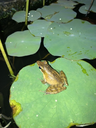 Chalcorana mocquardi