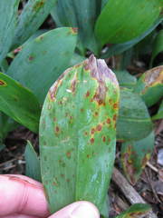 Botrytis convallariae