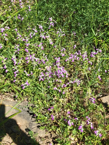 iNaturalist observation photo of Purple Chinese Houses