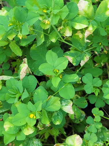 iNaturalist observation photo of bur clover