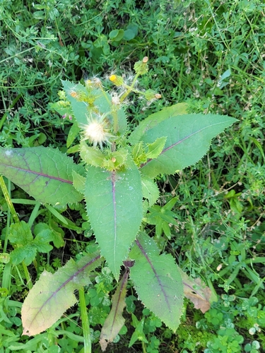 iNaturalist observation photo of Common Sow-thistle