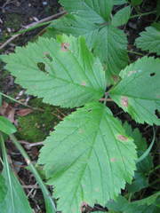 Sphaerulina westendorpii