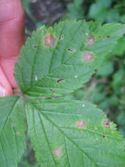 Sphaerulina westendorpii