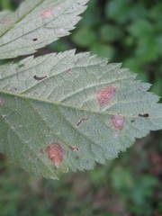 Sphaerulina westendorpii