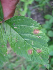 Sphaerulina westendorpii